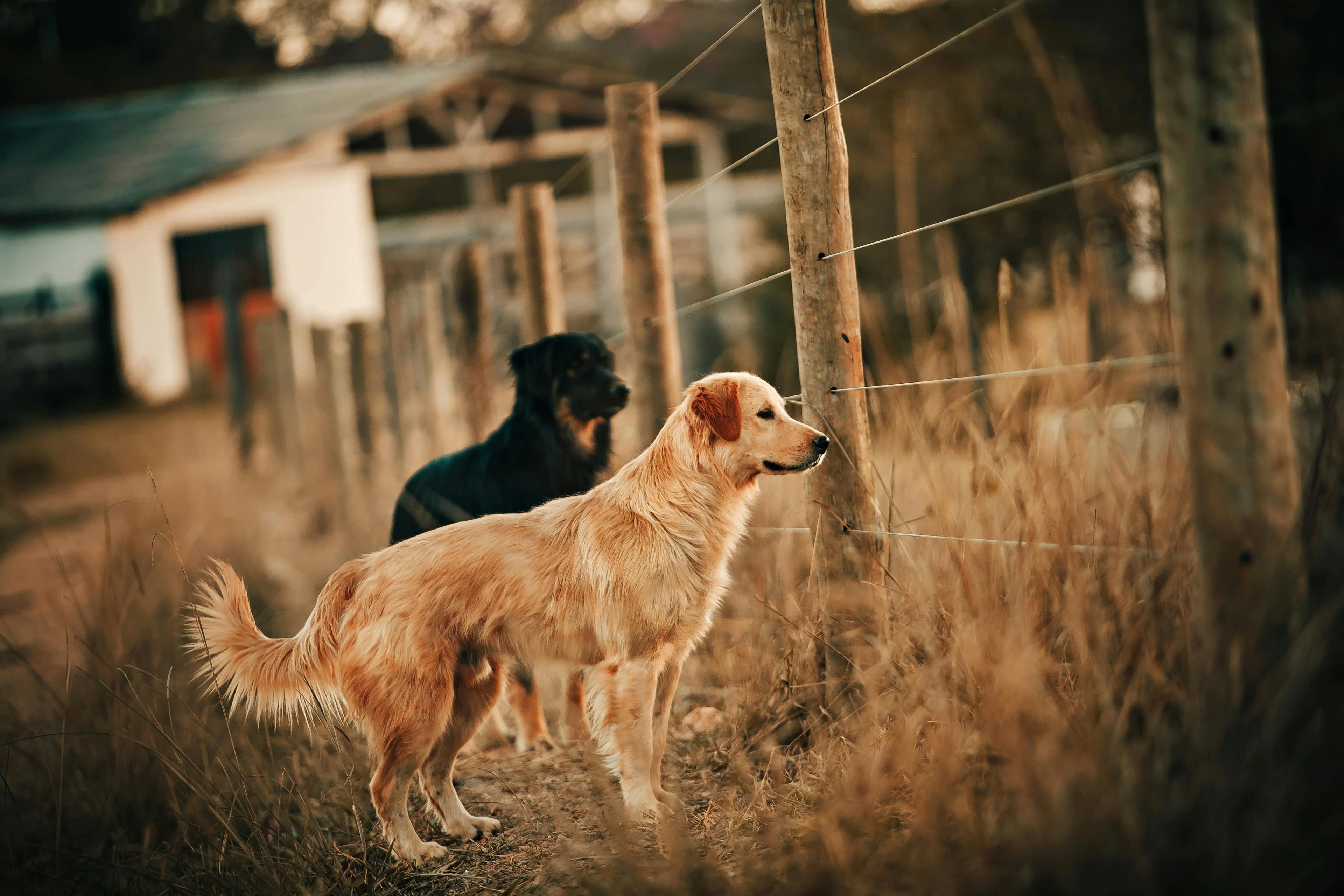 Grooming Tips for Senior Dogs: Keeping Older Pets Comfortable