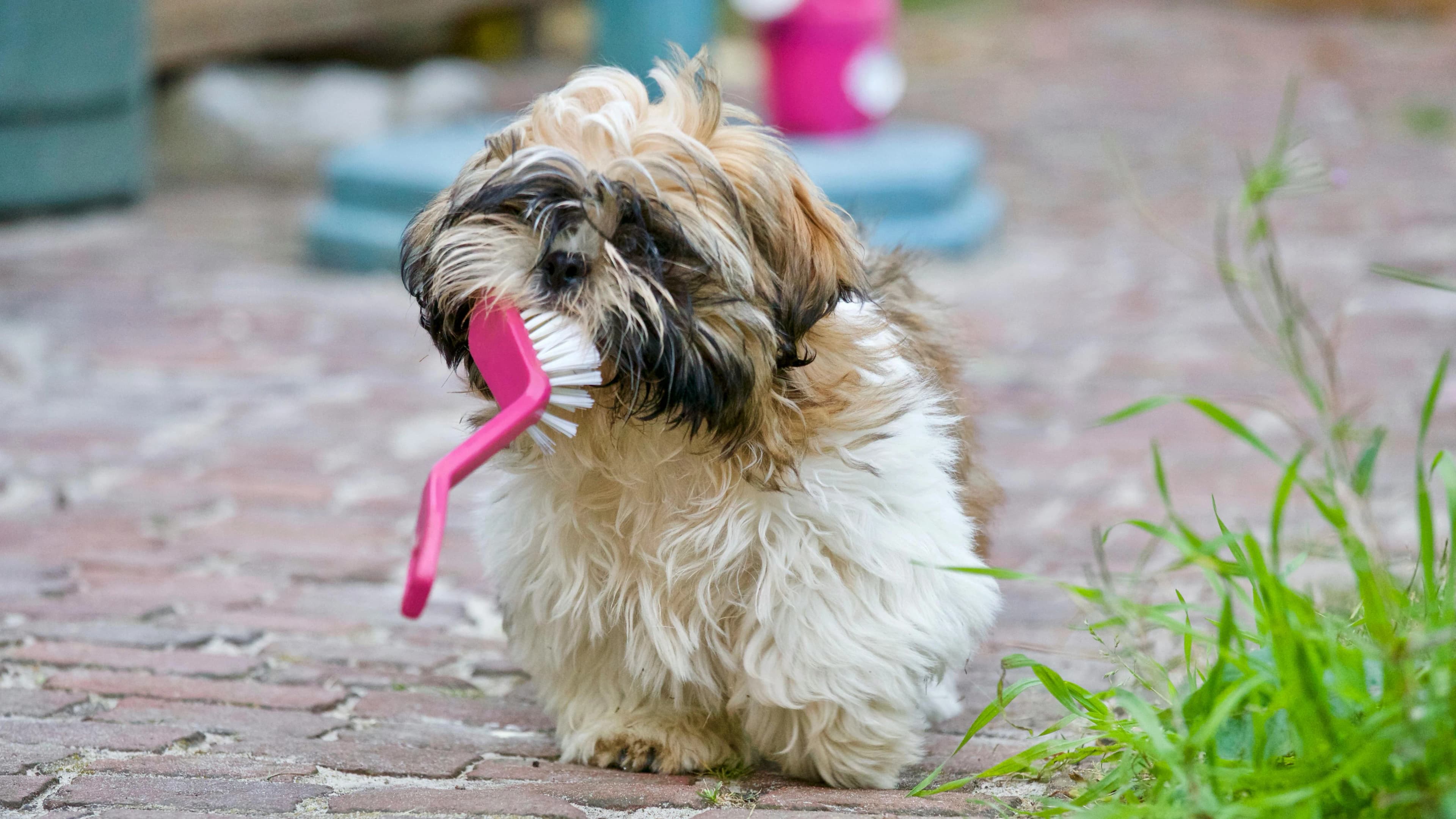How Often Should You Groom Your Dog? A Complete Guide