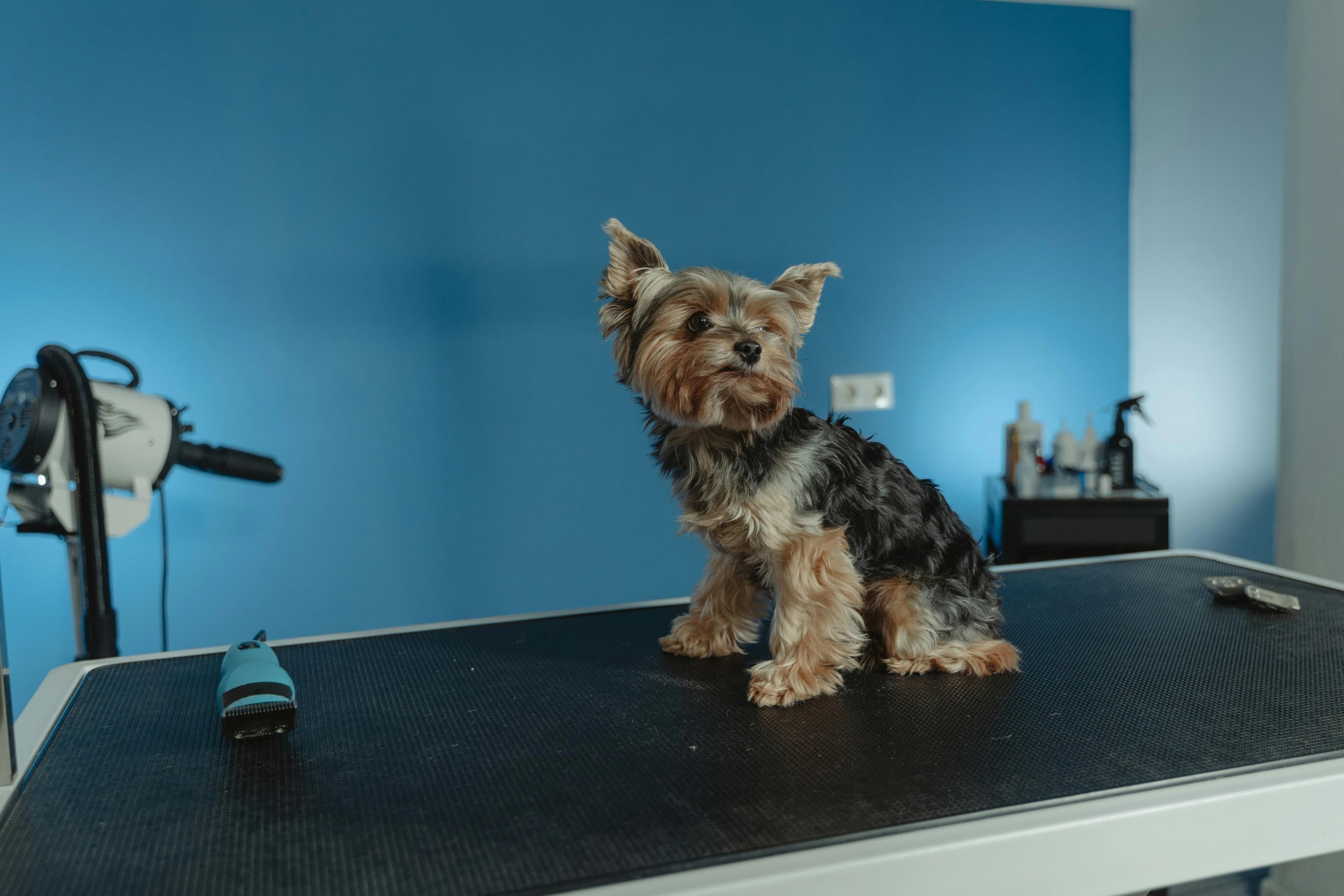 How to Choose the Right Grooming Service for Your Dog