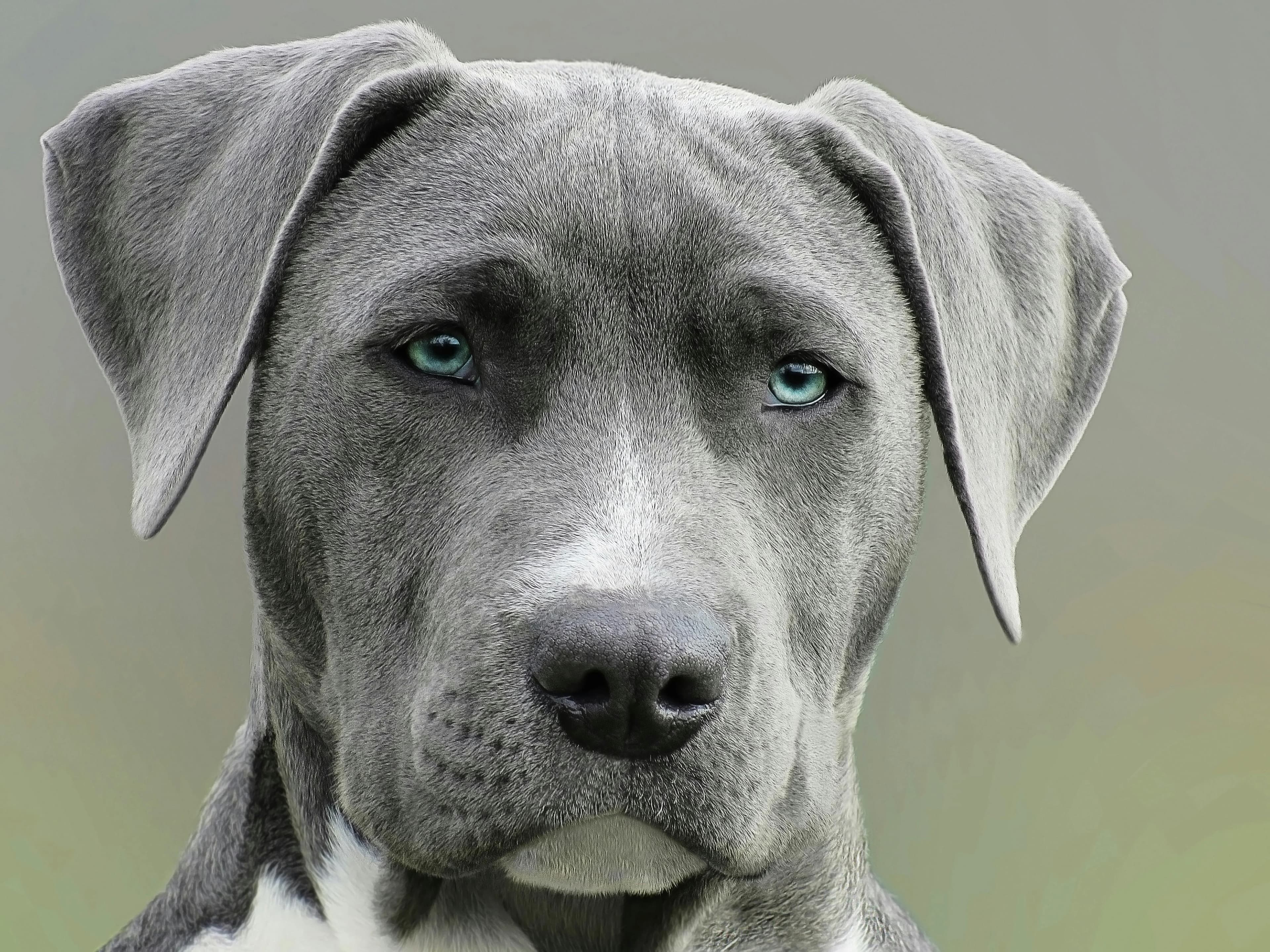 How to Pick the Best Grooming Style for Your Dog's Breed