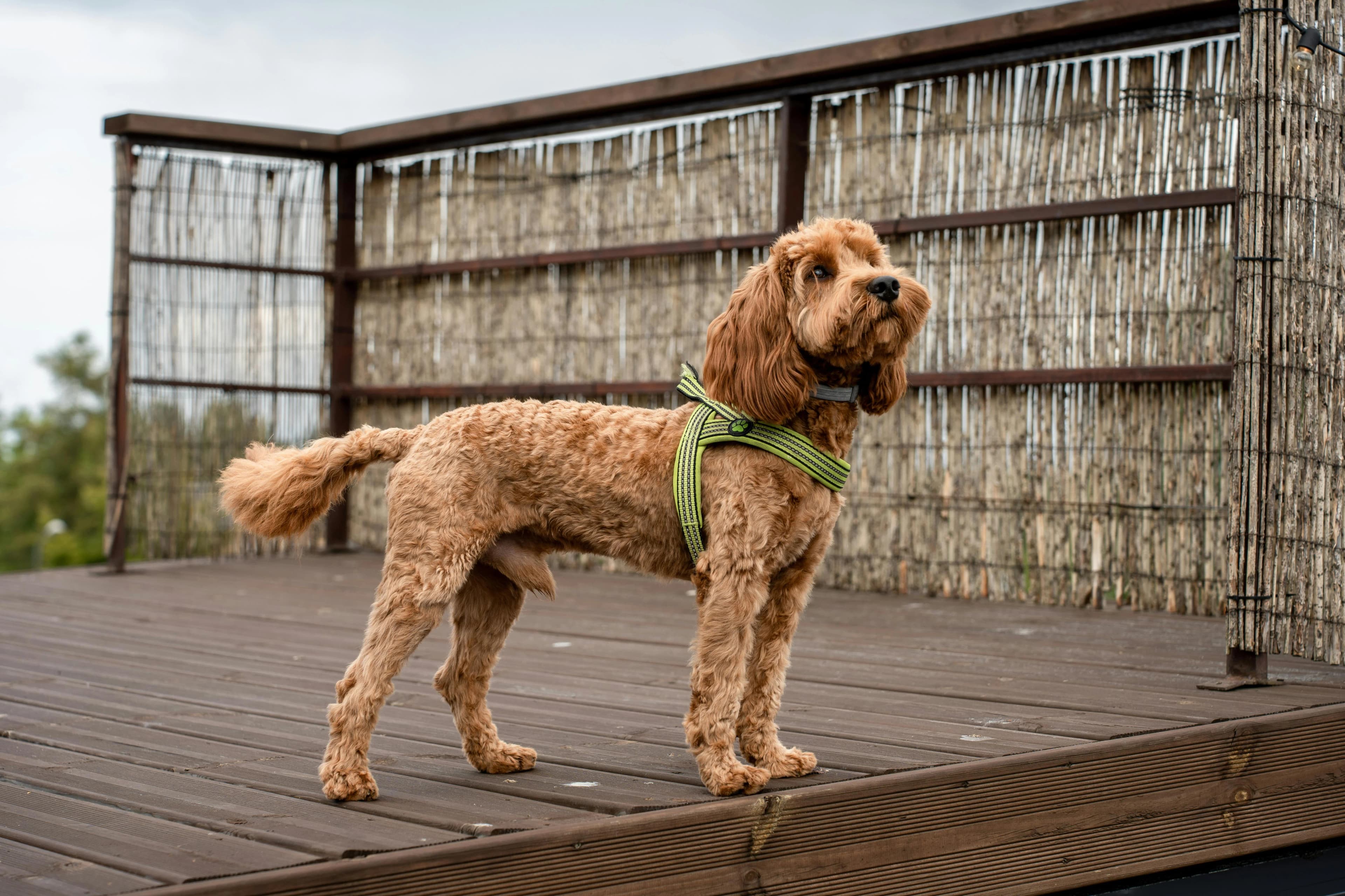 How to Keep Your Dog Calm During Grooming Sessions