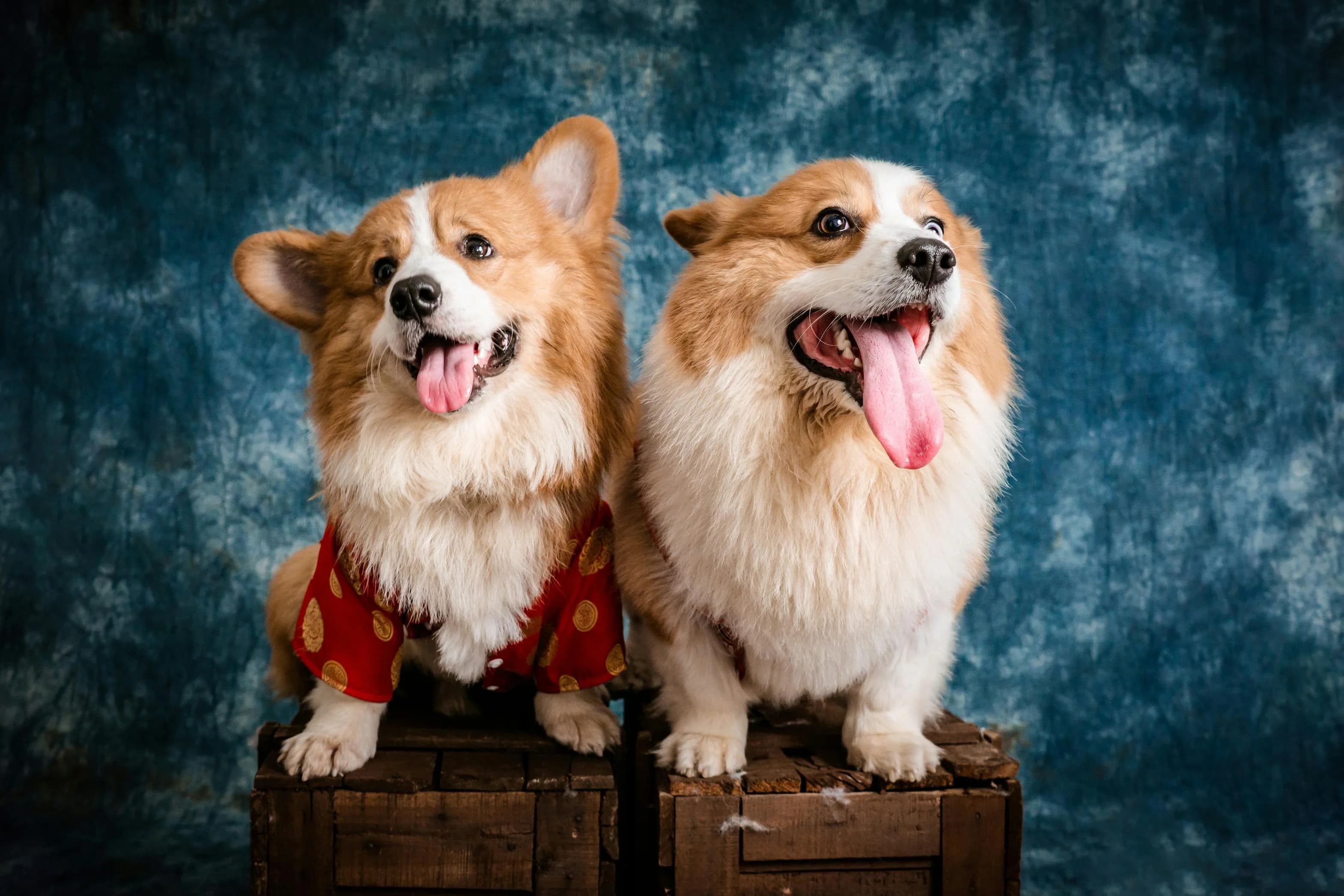 Preparing Your Dog for Their First Grooming Appointment