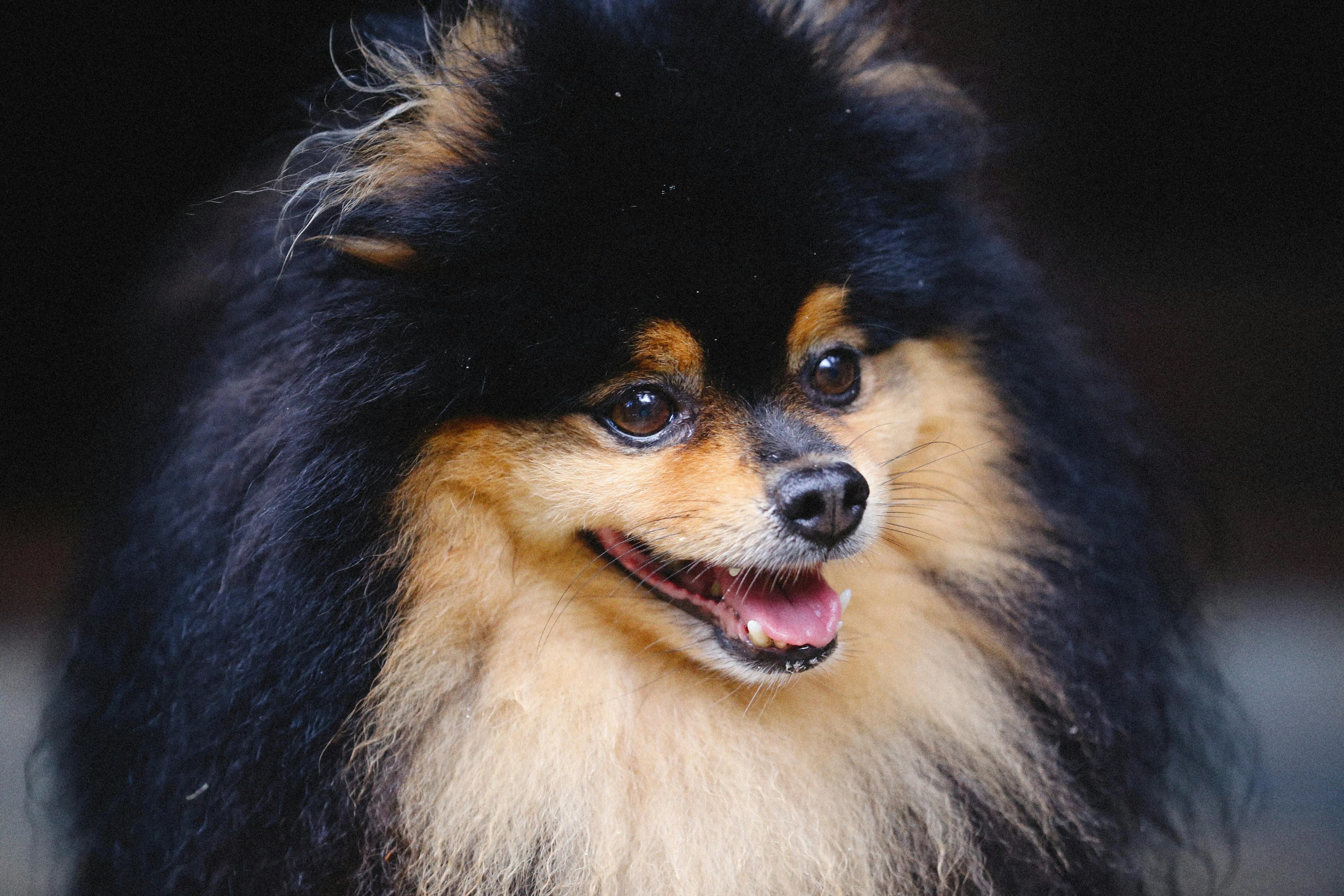 Signs Your Dog Needs a Professional Grooming Session