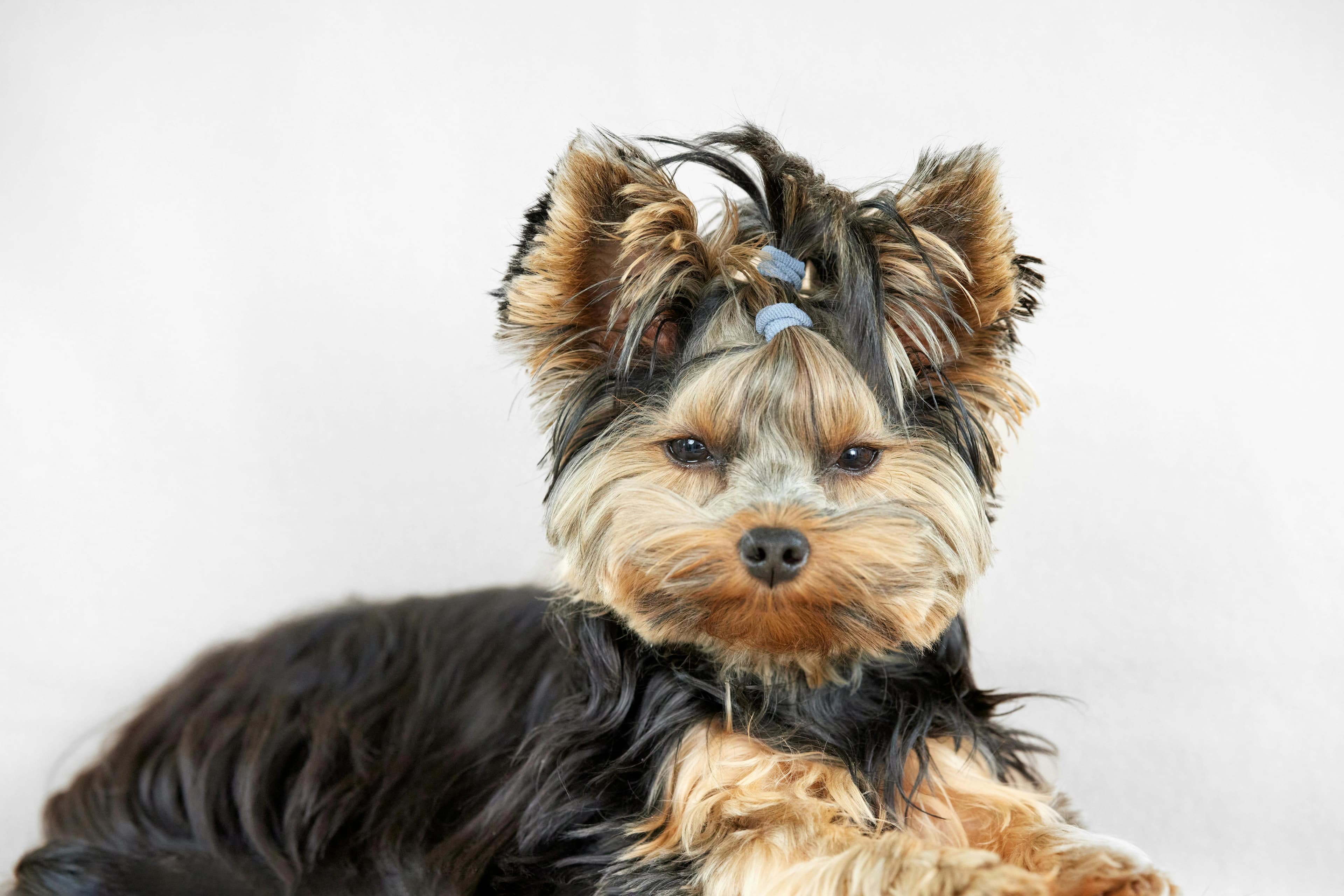 Top 10 Benefits of Regular Grooming for Your Pet