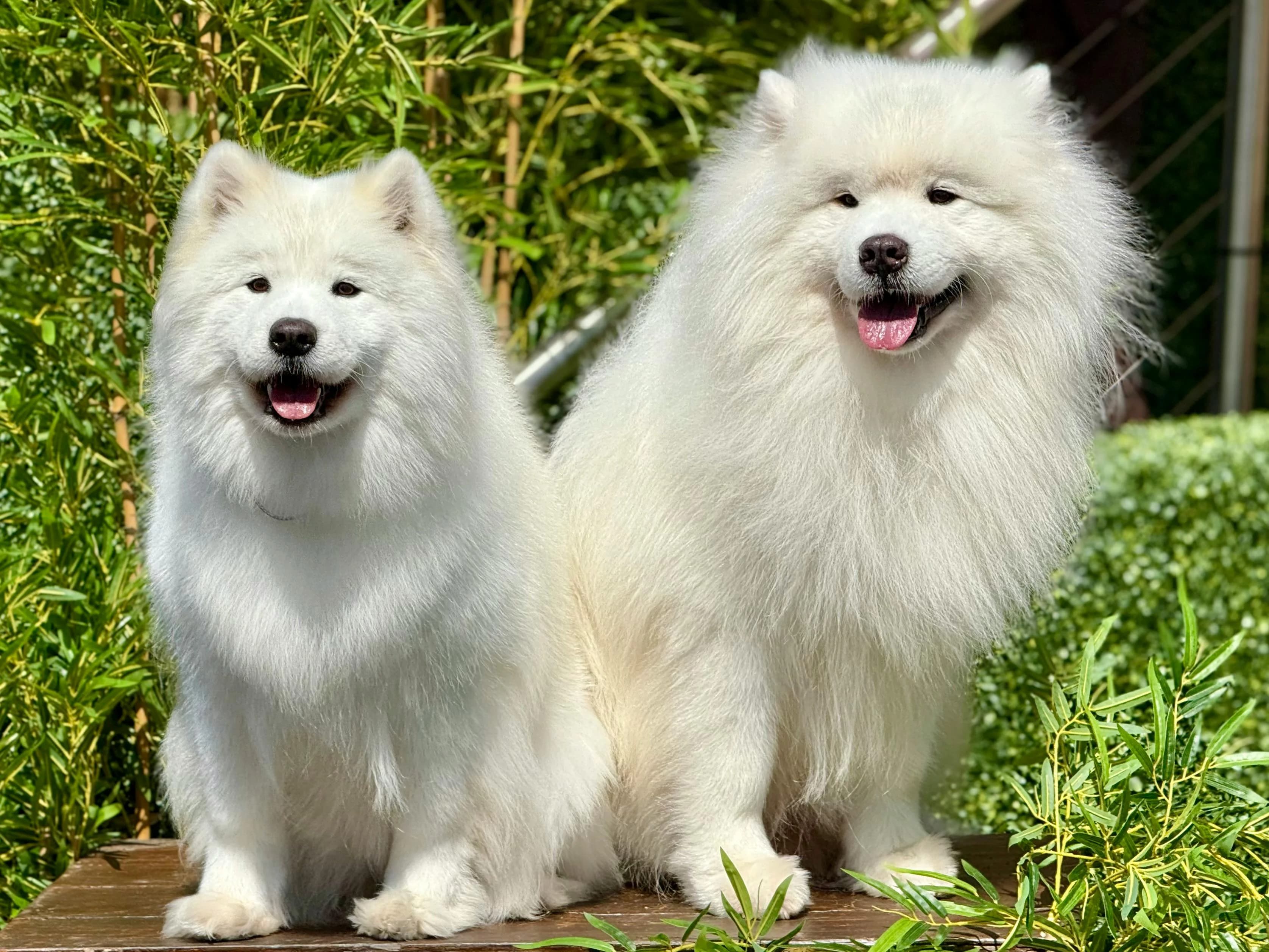 Why Grooming Is Essential for Your Dog's Health and Well-Being