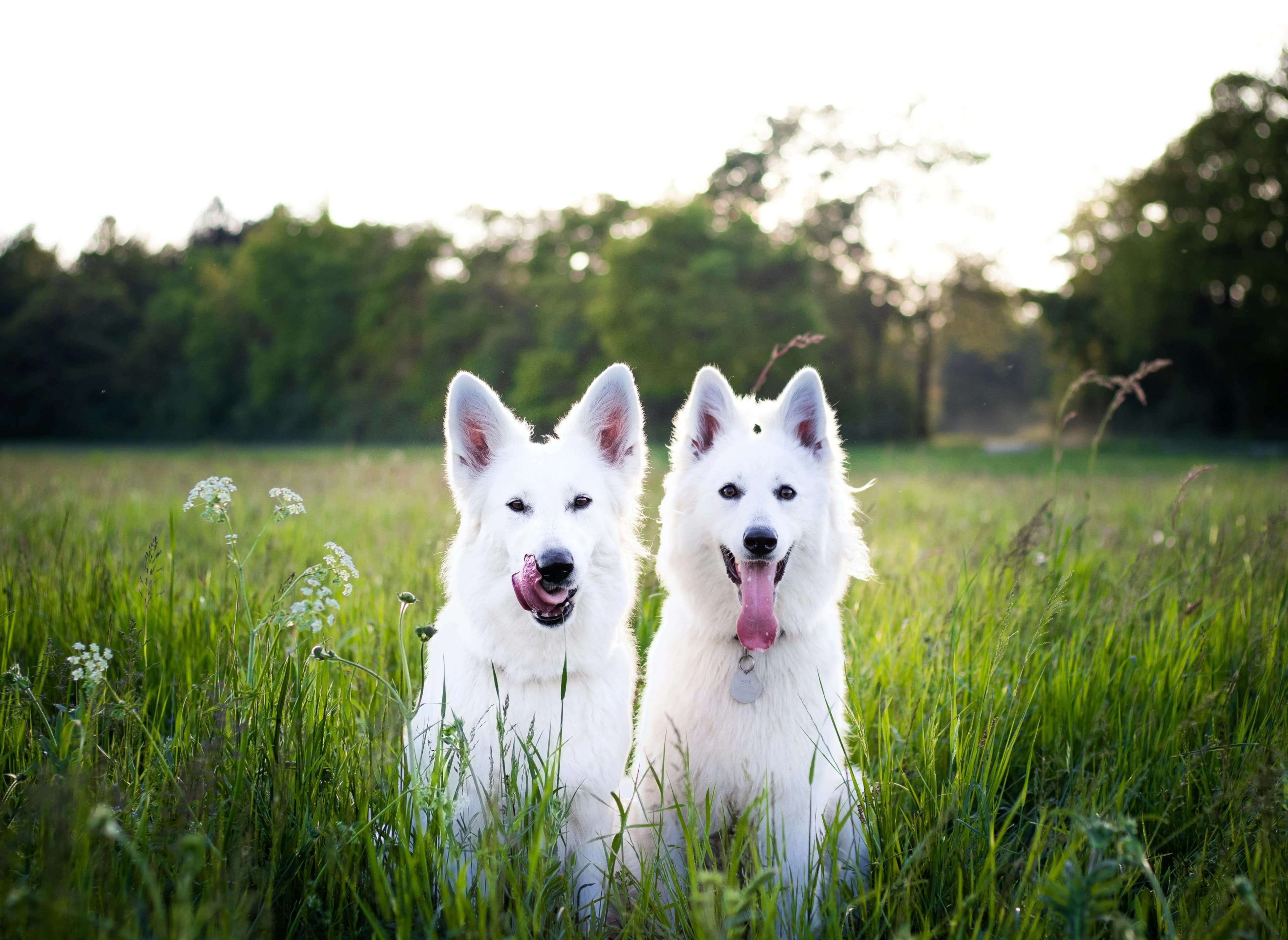 Why Home Grooming Might Not Be Enough for Your Dog