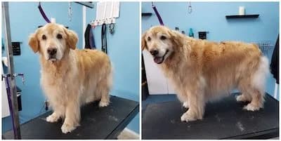 Golden Retriever before and after grooming