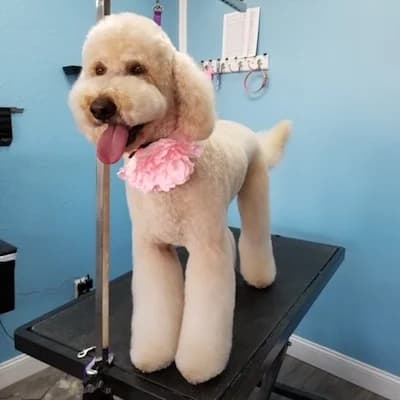 White poodle after grooming