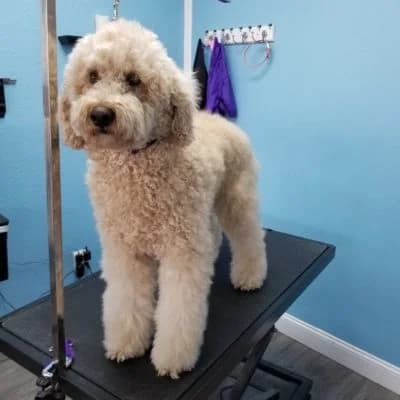 White poodle before grooming