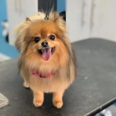 Small dog after grooming