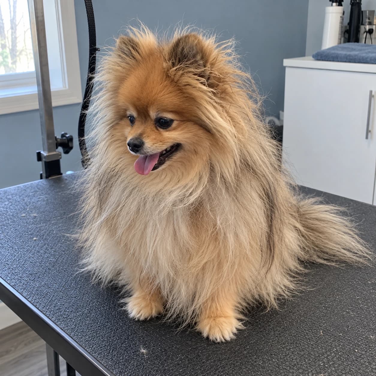 Pomeranian before grooming
